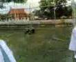 STPDN SMAN 1 Dumai