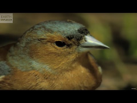 Do animals have accents? - Zoo La La - Earth Unplugged