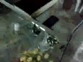 NOCHE DE ALABANZA Y ADORACIÓN - PROCLAMAD 9/11