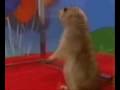 Dramatic Hamster