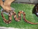 Snake video / I\ Snake video / I\