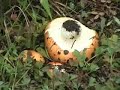 Mushrooms in the Uintas