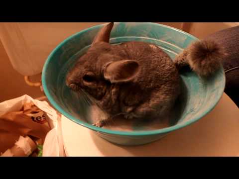 Joey le chinchilla prend un bain de poussière