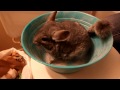 Chinchilla Dusting Bath