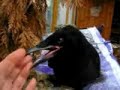 Crow Baby