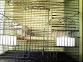 here's our ringneck doves. *please excuse the loudness in the last clip, our home tends to echo loudly* also, they were given a nest basket since then and are currently sitting on two eggs. :)