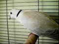 here's our ringneck doves. *please excuse the loudness in the last clip, our home tends to echo loudly* also, they were given a nest basket since then and are currently sitting on two eggs. :)
