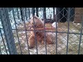 Bear Kung Fu Panda Bear Fighting