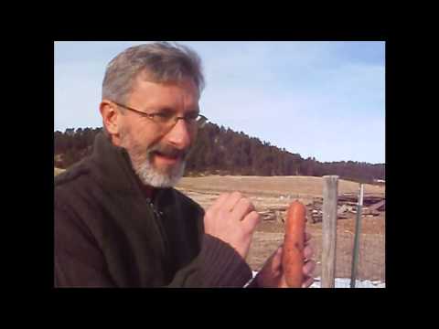 how to harvest and store carrots