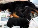irma bernese mountain dog - puppies 10 days old