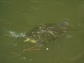 Turtle dance