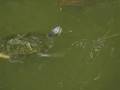Turtle dance