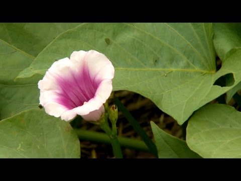 how to grow vines from a potato