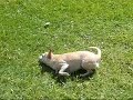 Benitto Bello Chivarez