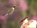 Folk Art Hummingbird Feeders