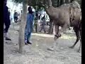 camel home2.3gp