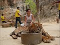 Monks and Tigers in Thailand