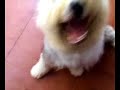 bobtail bobtail