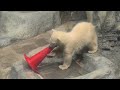 モモ太(♂・生後5ヶ月)… 赤いカラーコーンに集中…早速大物感を見せてきたｗ  男鹿水族館GAOのホッキョクグマ 2026年5月26日 9時30分〜9時35分