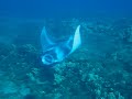 young-manta-ray-showing-off-for-us.html