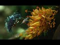 SAMSUNG LED TV, TV spot, commercial, hummingbird, LED TV Series 7