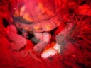 Wildlife Adventures with Steve: Eastern Box Turtle Nesting Wildlife Adventures with Steve: Eastern Box Turtle Nesting