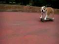 tokyo-skateboarding-bulldog-bazooka