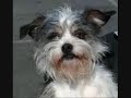 RAY PIZZI \"K9\" (dedicated to my dogs) Flute-Bassoon RAY PIZZI \"K9\" (dedicated to my dogs) Flute-Bassoon