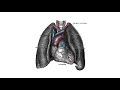Transcendental Meditation - Insidermedicine In Depth - June 2, 2011