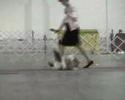 USA shih tzu : moving USA shih tzu : moving