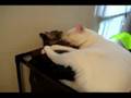 Jupiter and Maia licking each other.. ssoo cute funny cats