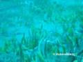 Underwater hersonissos footage