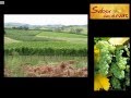 03 - Programa Momento do Vinho - Suzin Sauvignon Blanc