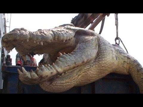 nile crocodile