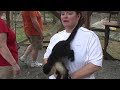 Debra Monkey.MTS