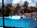 Delfines bailando Punta Cana