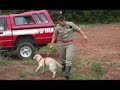Canil Cara�bas Parte 2 adestramento