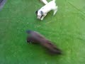 il cane aidonese