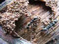 Ants attacking termite nest