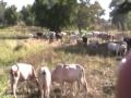 Moondé au fouladou :: Pratique culturelle des peuls du fouladou (kolda, au sud du...