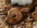 Kung Fu Ginny Pig Kung Fu Ginny Pig
