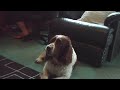 bendog barking again bendog barking again