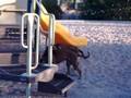 videos de Rhodesian Ridgebacks at Play