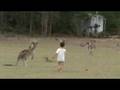 videos de Kai the Roo Whisperer