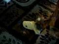 Nikki Chanel the Yorkie Performs Her Tricks =]