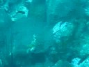 Moray Eel Sail Rock