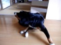 OLEO もうすぐ６カ月 黒ヤギ？