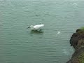egret