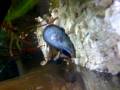 Atlantic Blue Crab devouring a black mussel.mov