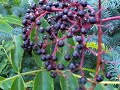 Wild Edibles: Elderberries - Part 2